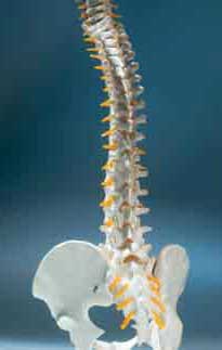 Full Spine